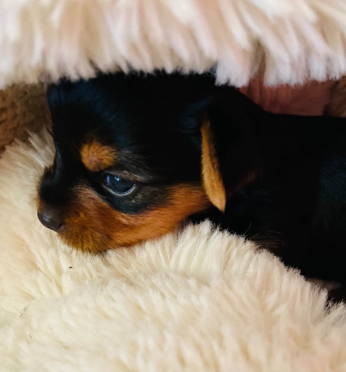 Yorkshire Terrier Puppies breeder image 6