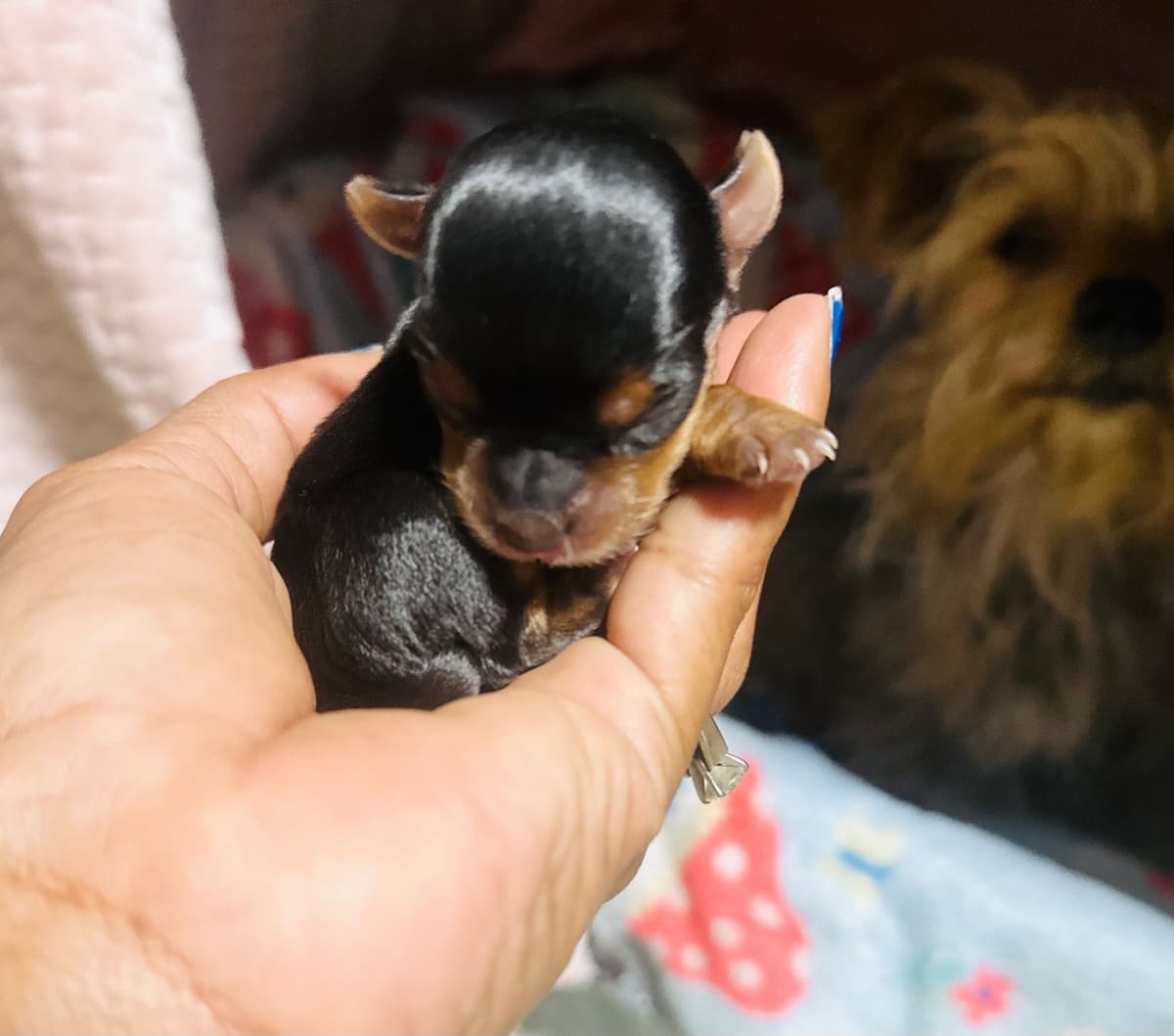 Yorkshire Terrier Puppies breeder image 9