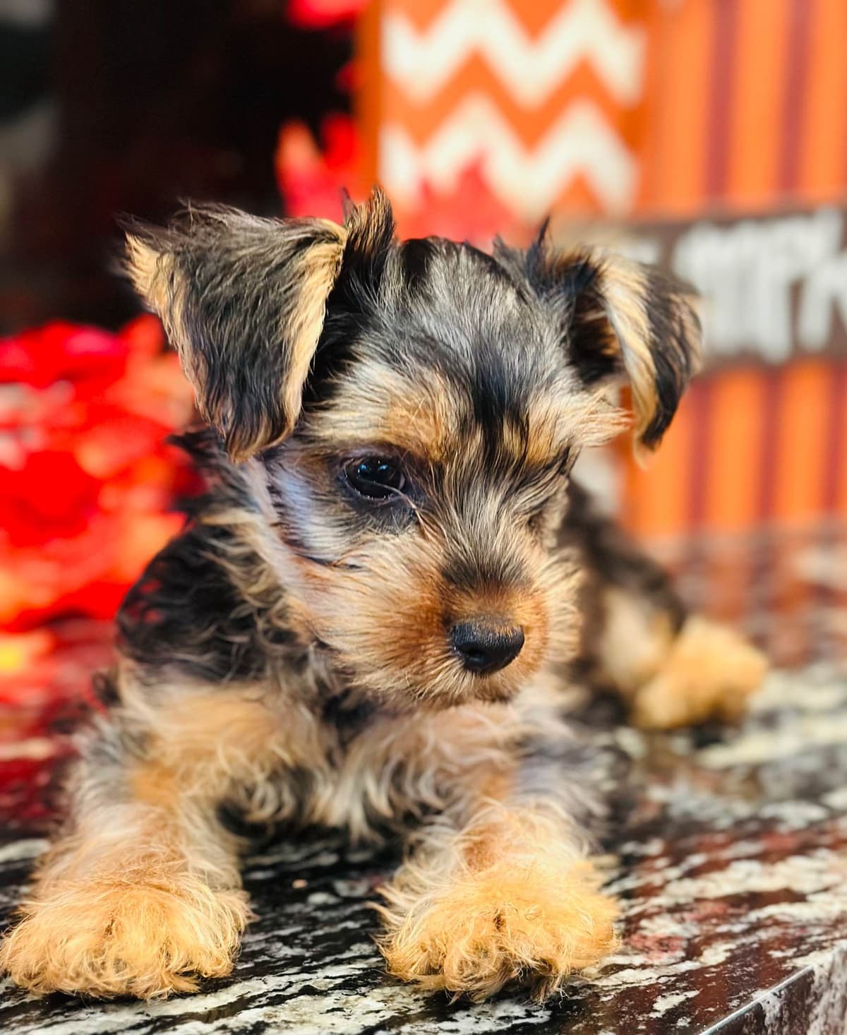 Yorkshire Terrier Puppies breeder image 10