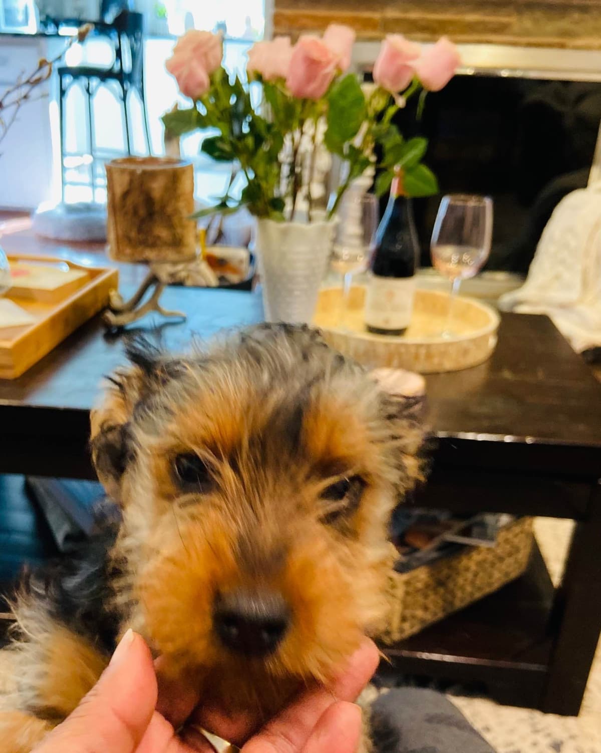 Yorkshire Terrier Puppies breeder image 12