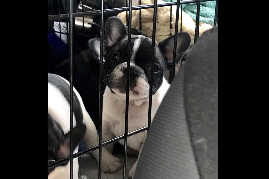 New babies available 2026 summer!! breeder image 13