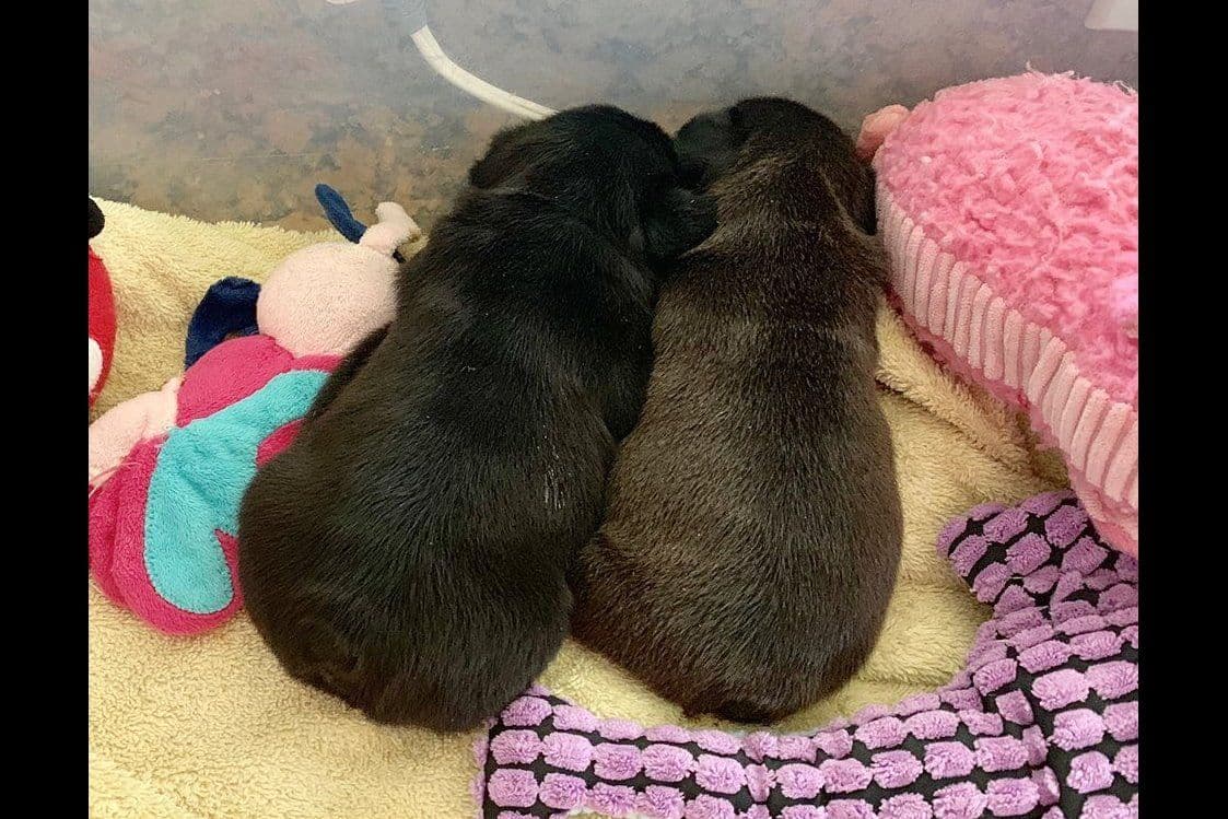 New babies available 2026 summer!! breeder image 15