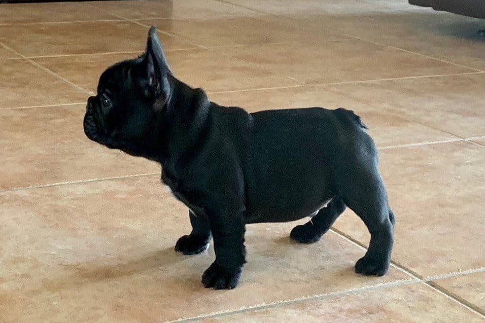 New babies available 2026 summer!! breeder image 11