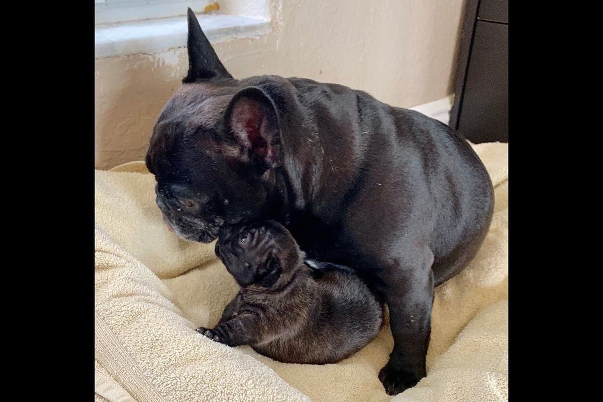 New babies available 2026 summer!! breeder image 12