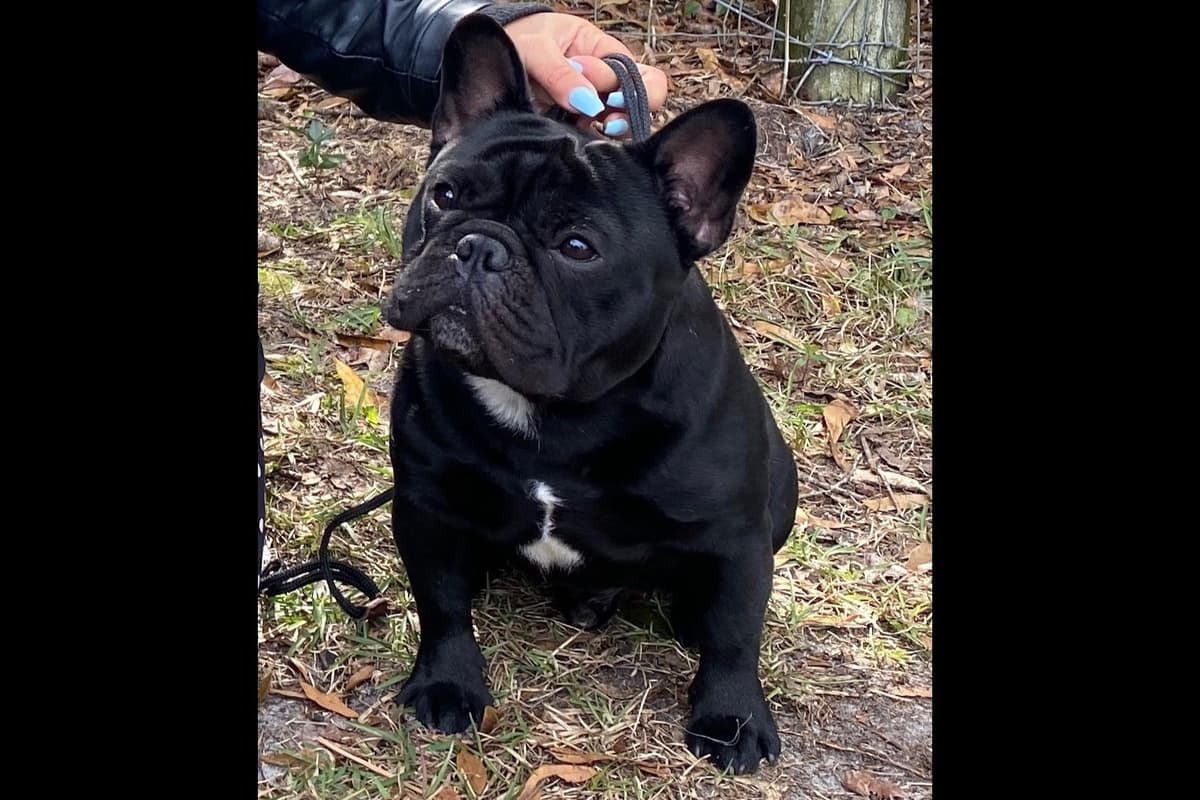 New babies available 2026 summer!! breeder image 2