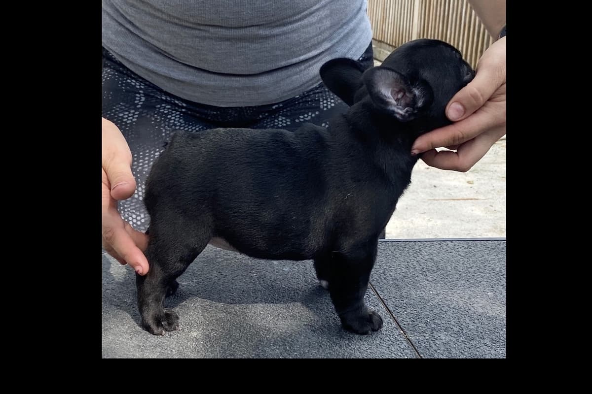 New babies available 2026 summer!! breeder image 7