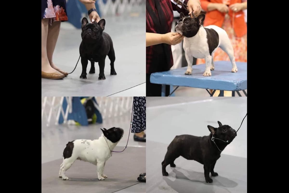 New babies available 2026 summer!! breeder image 1