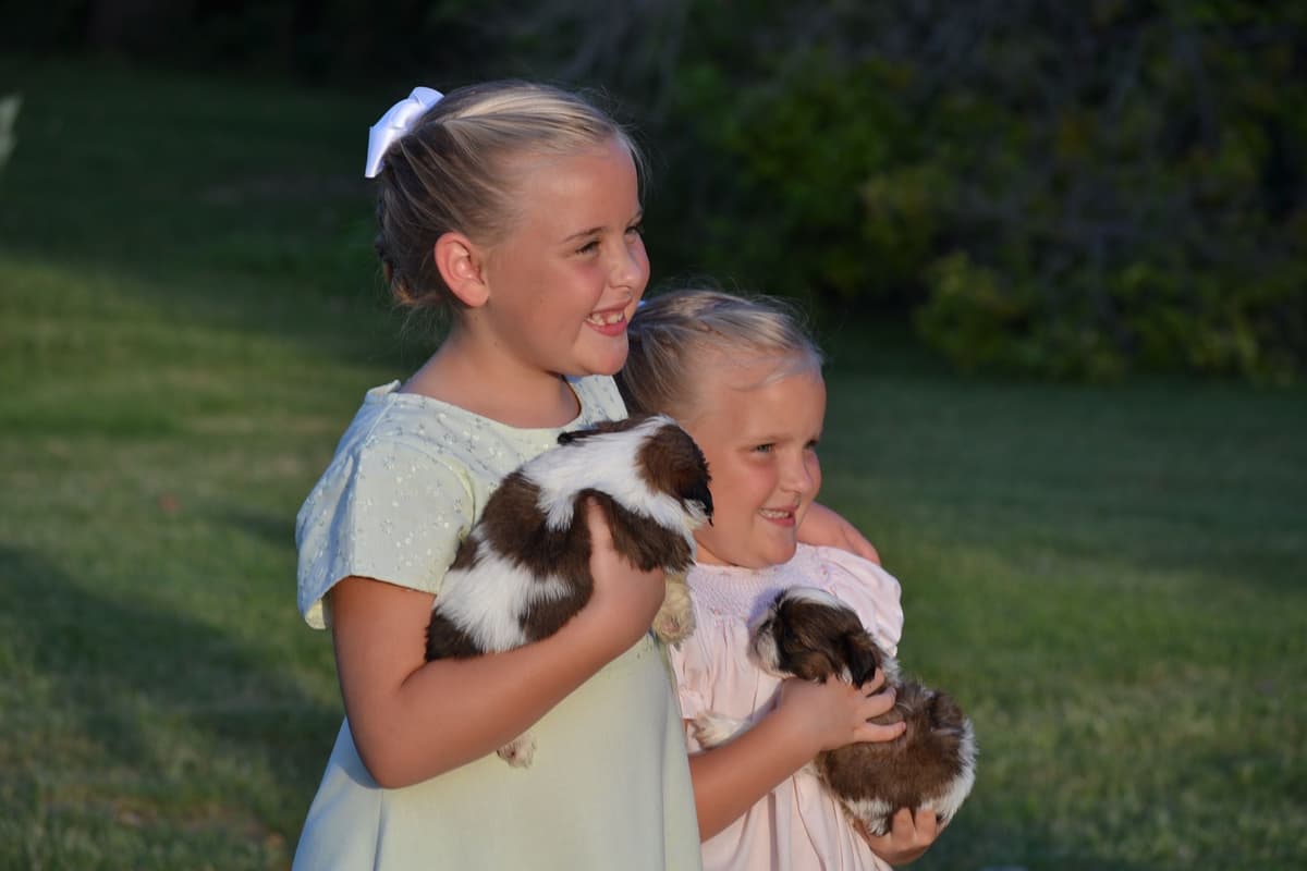 Shih Tzu Puppies breeder image 2