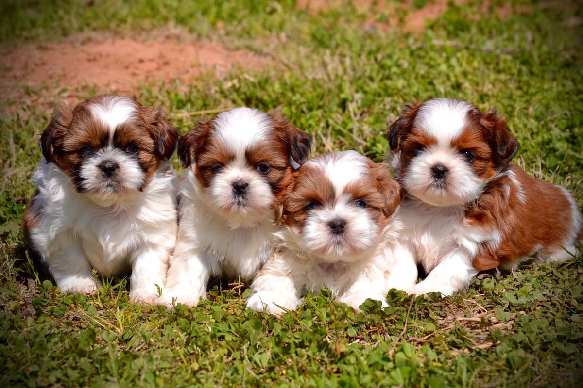 Shih Tzu Puppies breeder image 3