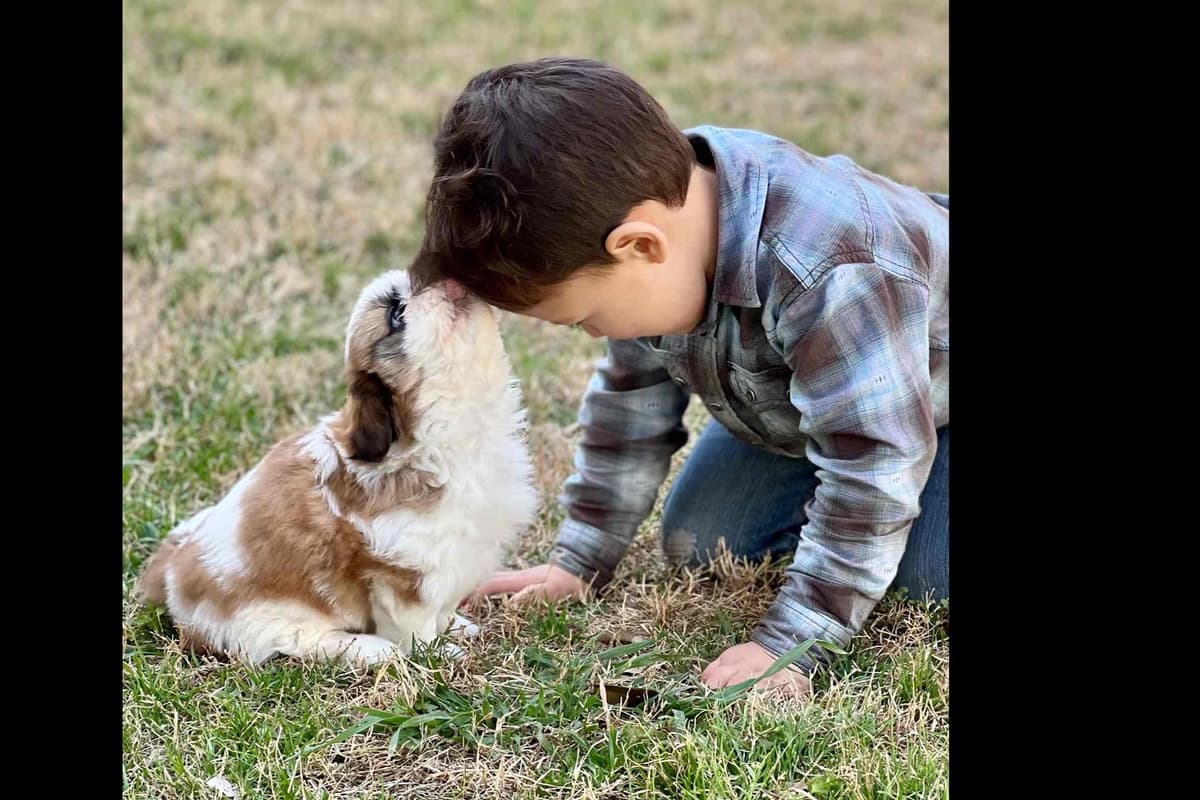 Shih Tzu Puppies breeder image 4