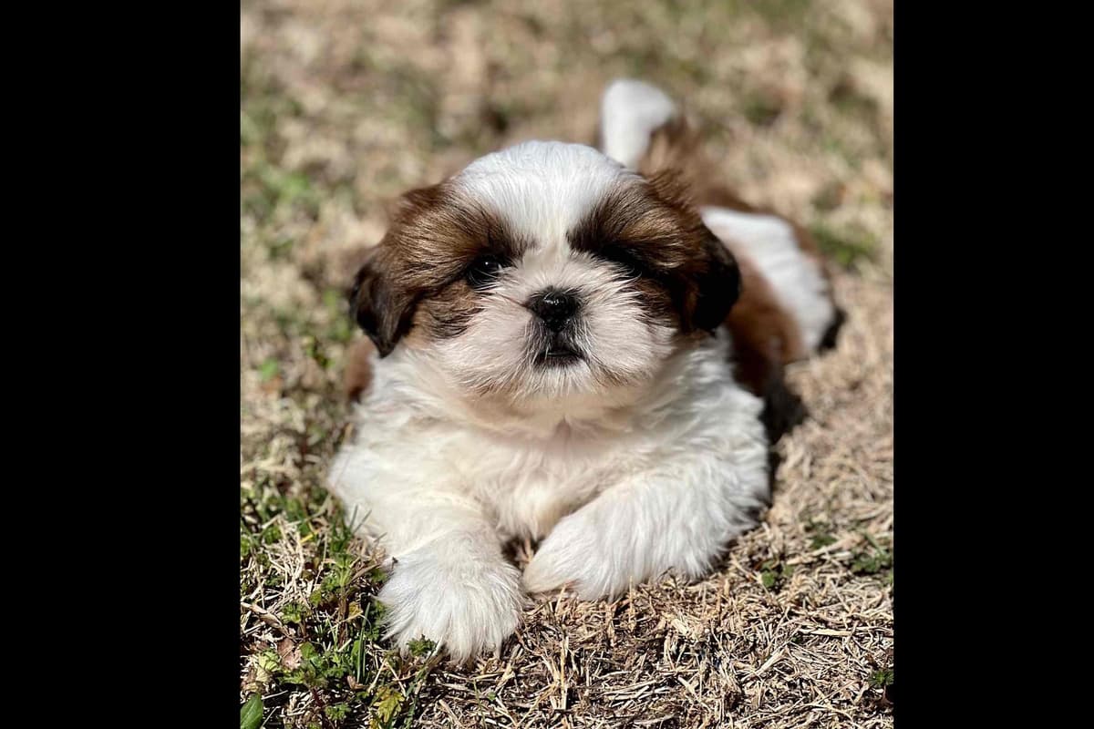 Shih Tzu Puppies breeder image 5