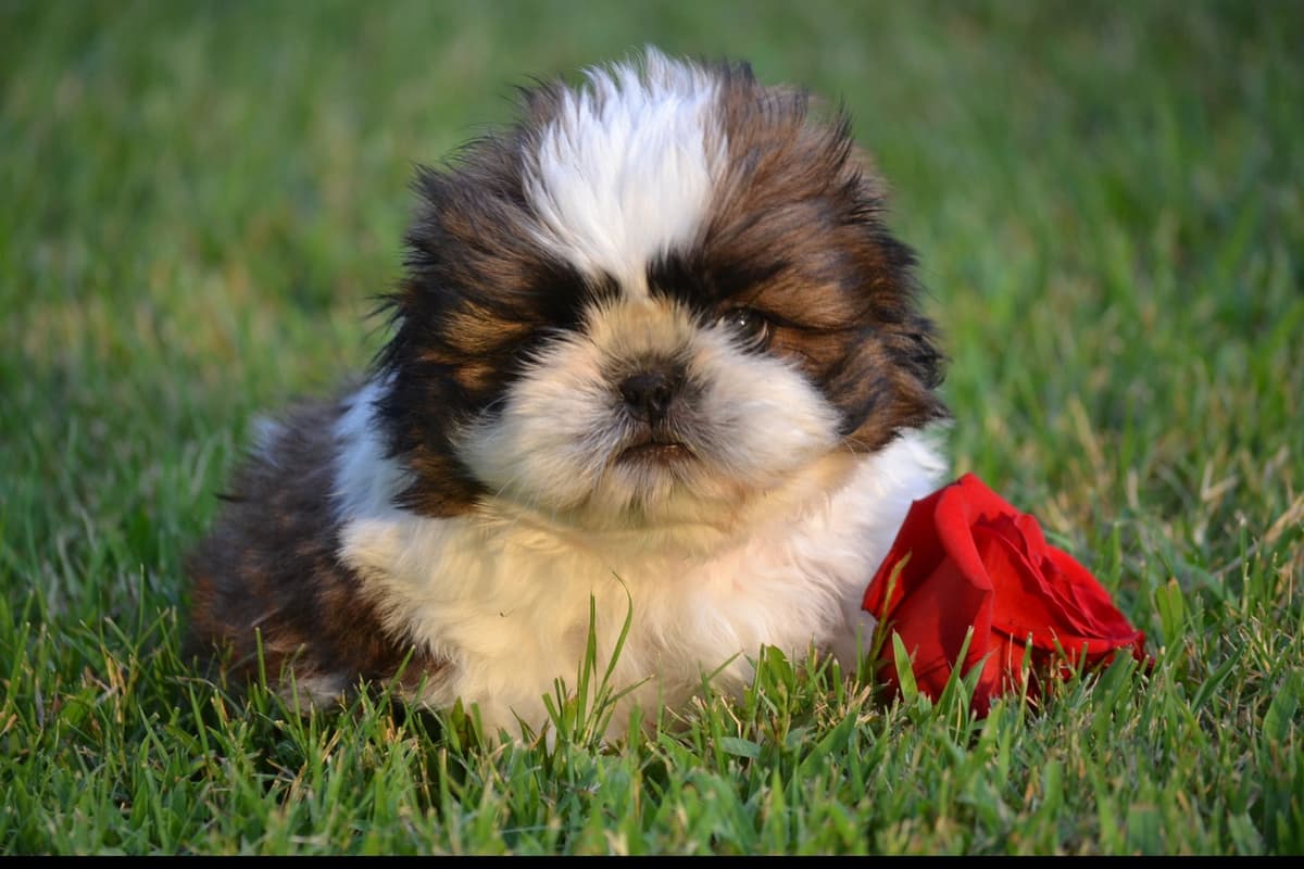 Shih Tzu Puppies breeder image 1