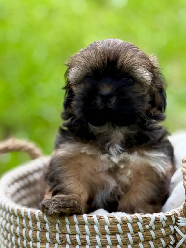Shih Tzu Puppies media 2