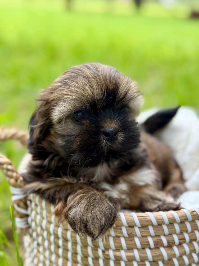 Shih Tzu Puppies media 3