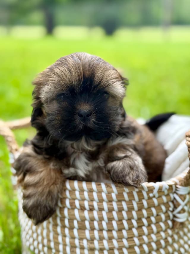 Shih Tzu Puppies media 4