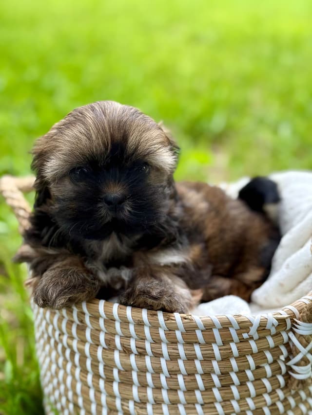 Shih Tzu Puppies media 5