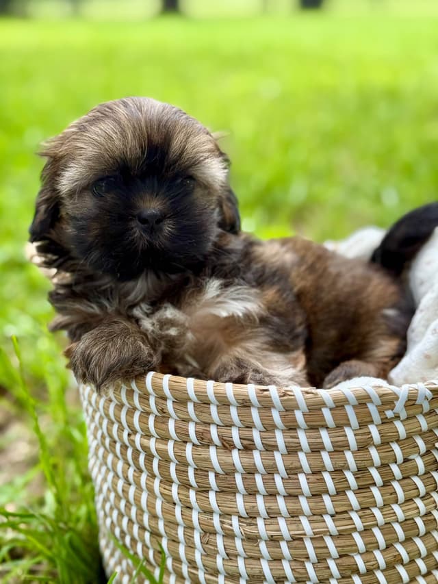 Shih Tzu Puppies media 7