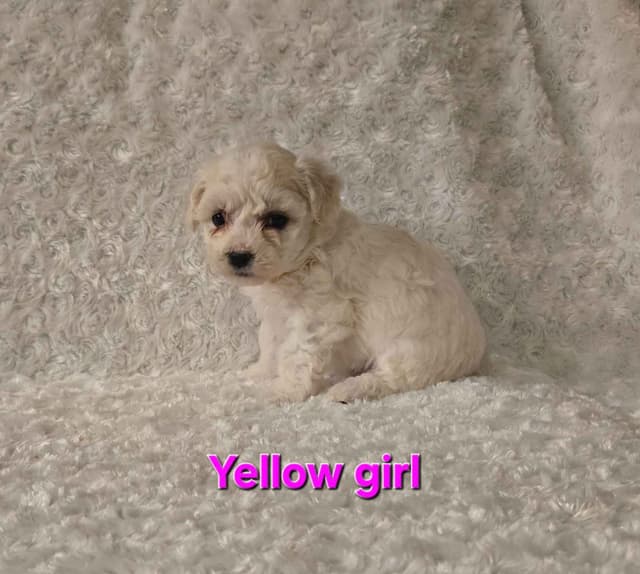 Bichon Frise Puppies media 4