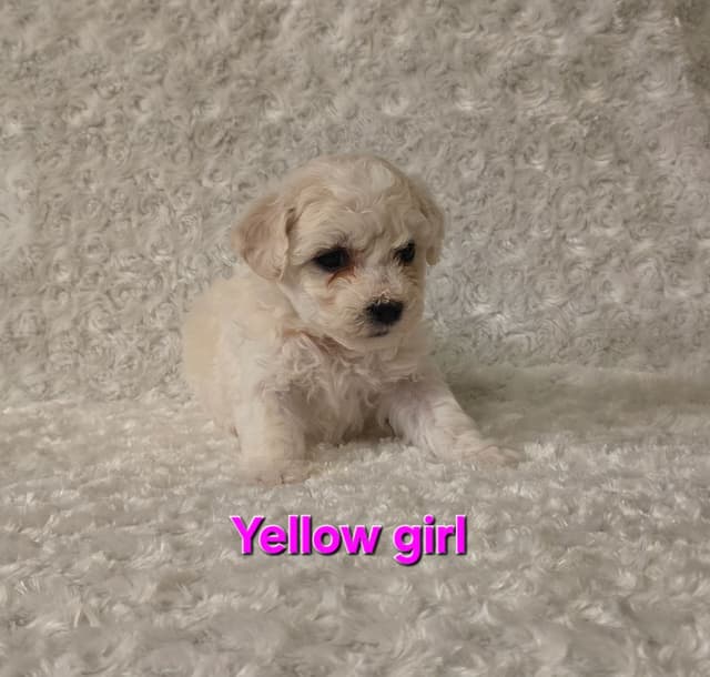 Bichon Frise Puppies media 5