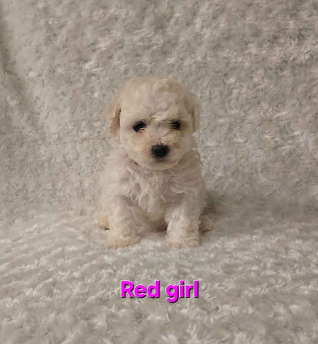 Bichon Frise Puppies media 6