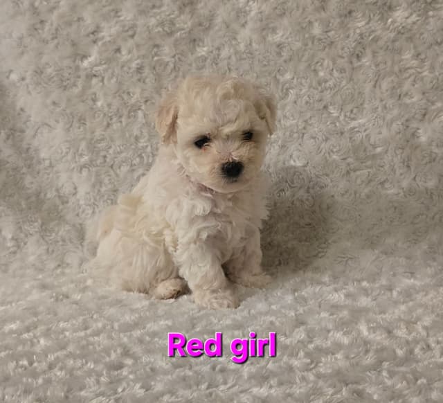 Bichon Frise Puppies media 7