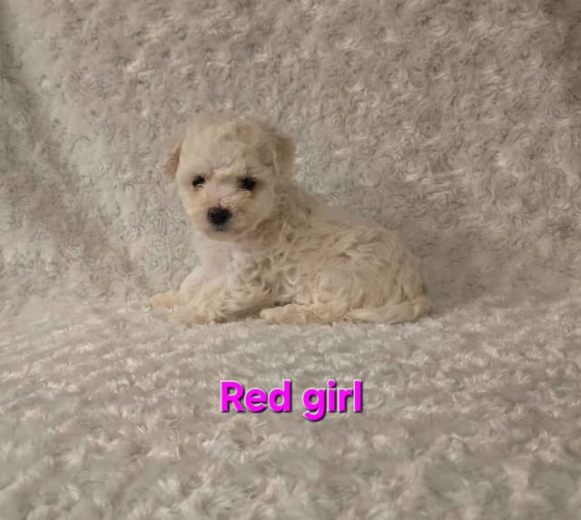 Bichon Frise Puppies media 8
