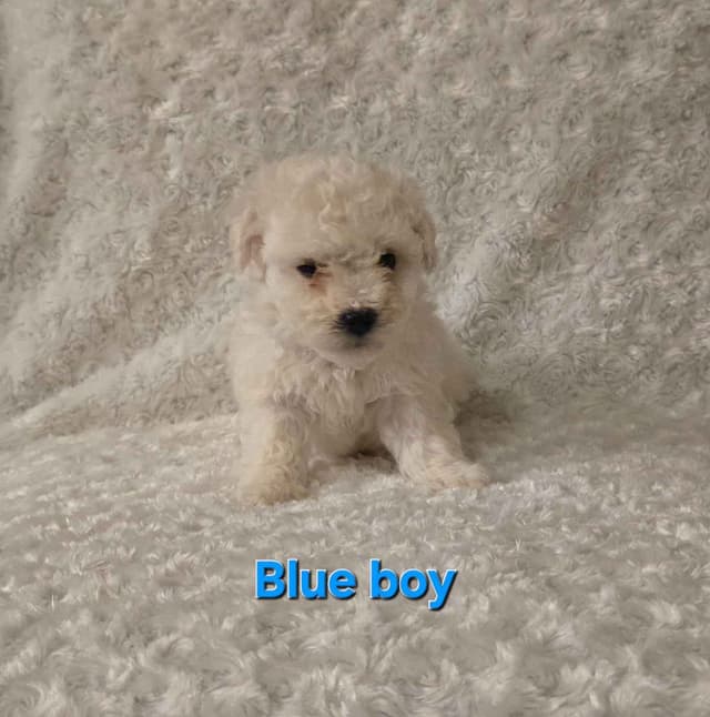 Bichon Frise Puppies media 9