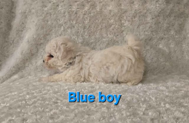 Bichon Frise Puppies media 10