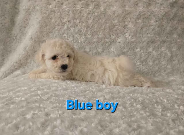 Bichon Frise Puppies media 11