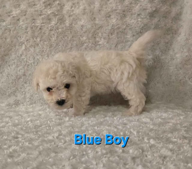 Bichon Frise Puppies media 12