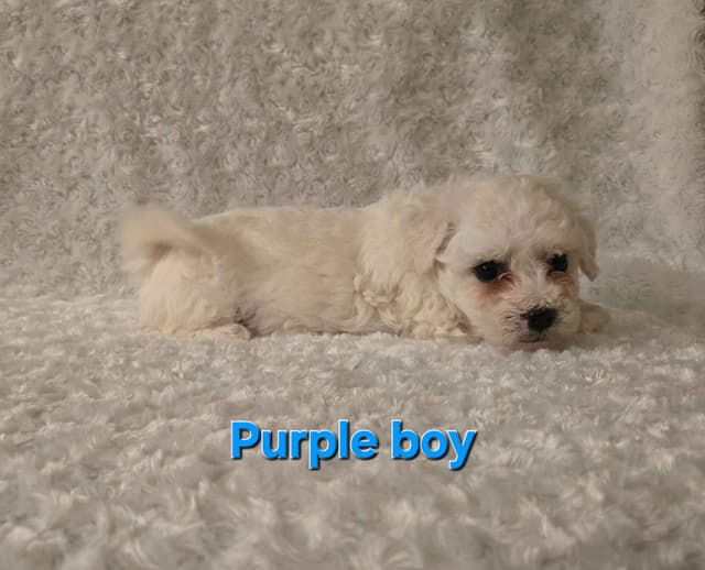 Bichon Frise Puppies media 13