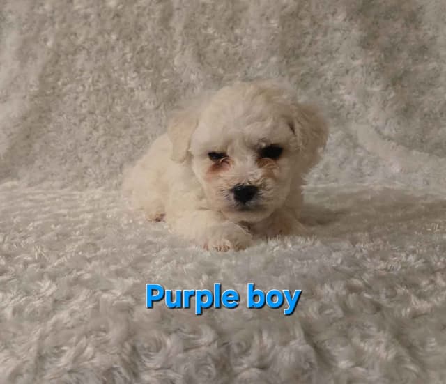 Bichon Frise Puppies media 14