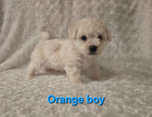 Bichon Frise Puppies media 15