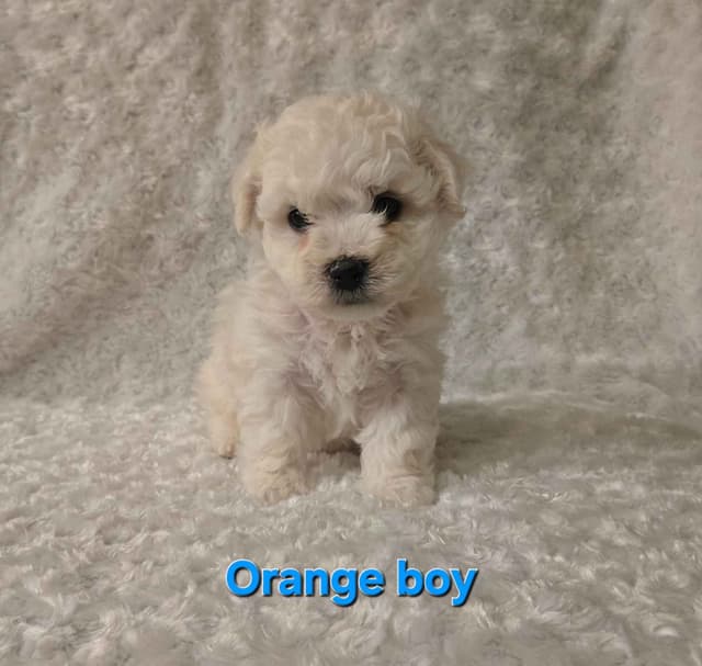 Bichon Frise Puppies media 16