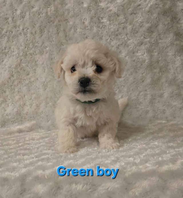 Bichon Frise Puppies media 17