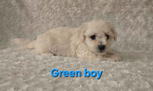 Bichon Frise Puppies media 18