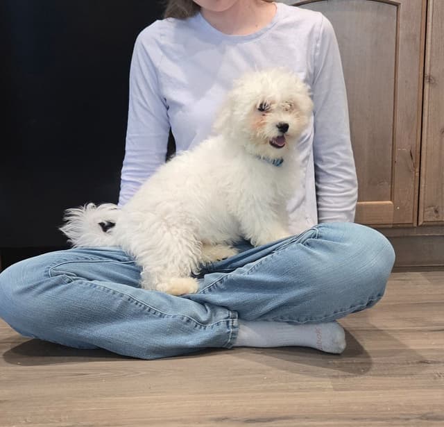 Bichon Frise Puppies media 20