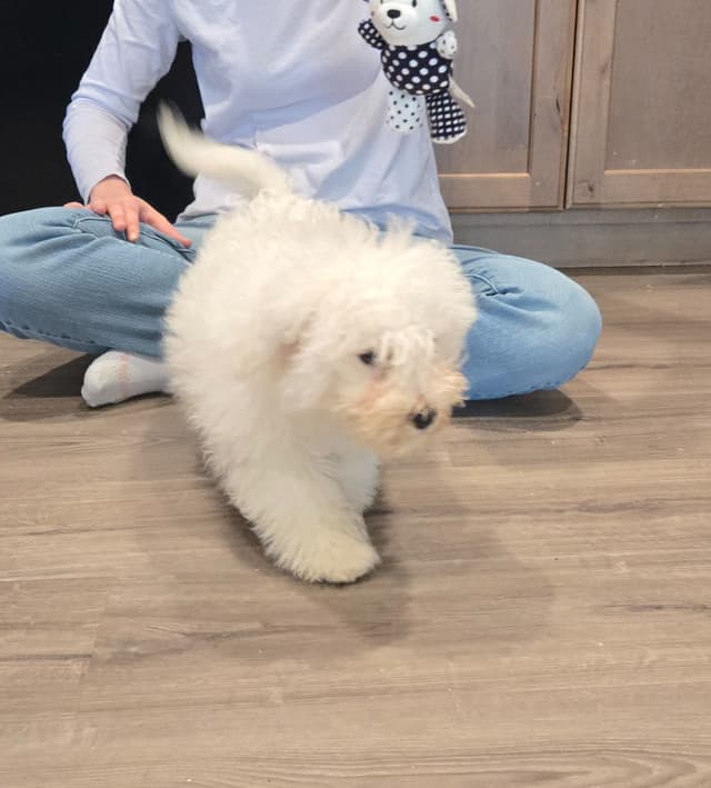 Bichon Frise Puppies media 19