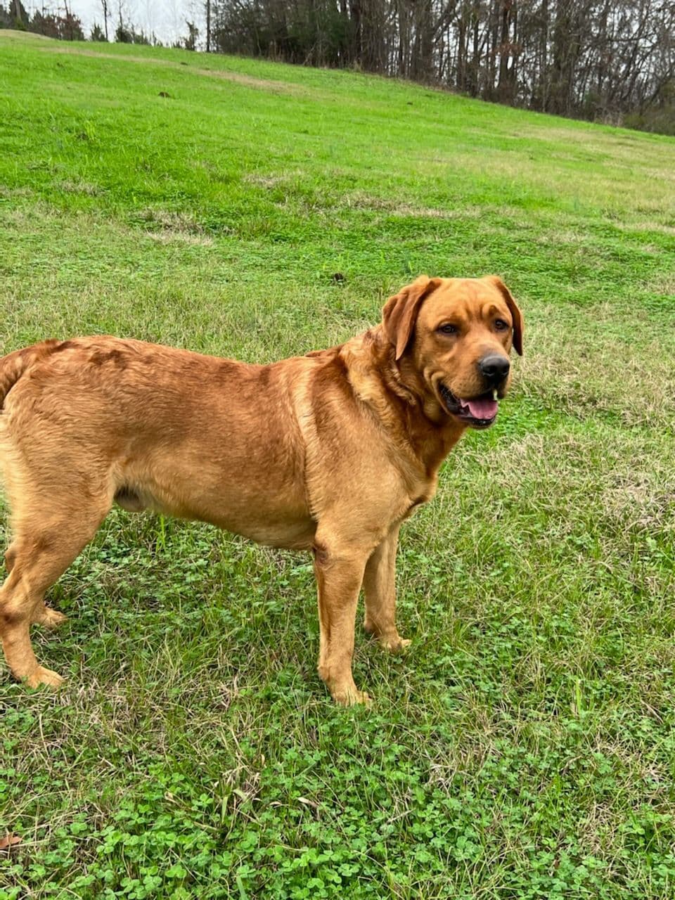 Labrador Retriever Puppies Fox Red English breeder image 1