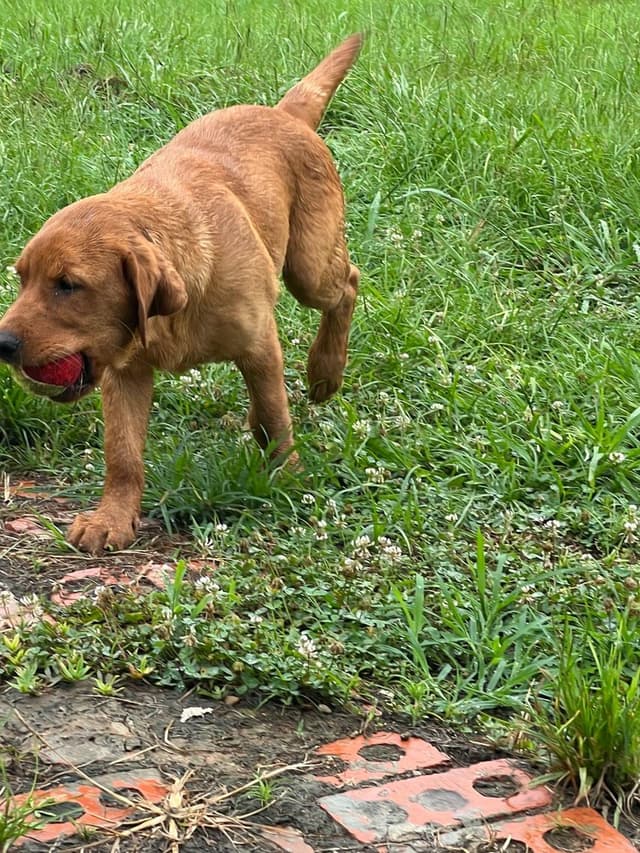 Labrador Retriever Puppies Fox Red English media 2