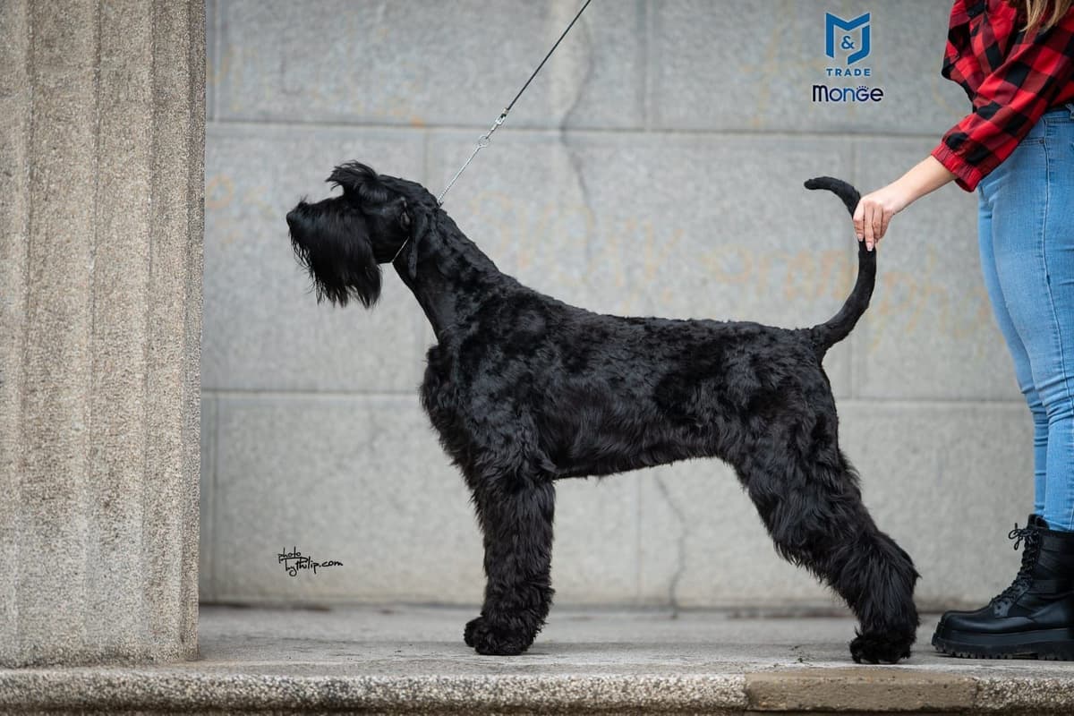 Champion Import Parents breeder image 3
