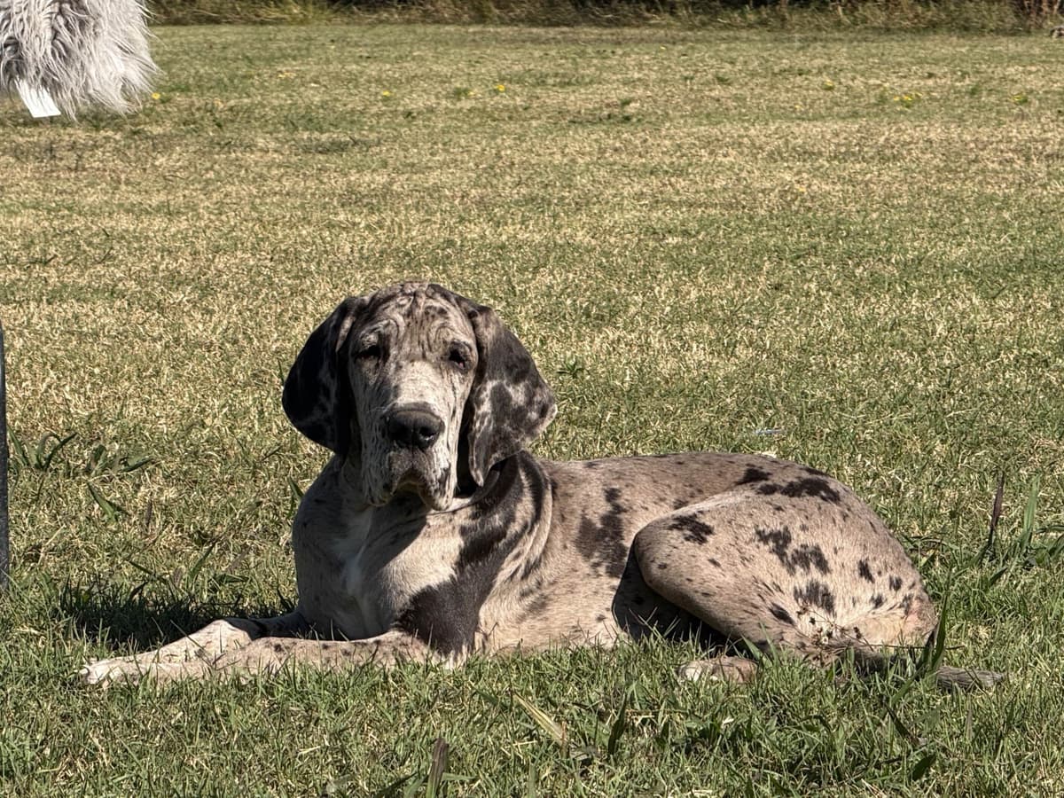 Champion Import Parents breeder image 5