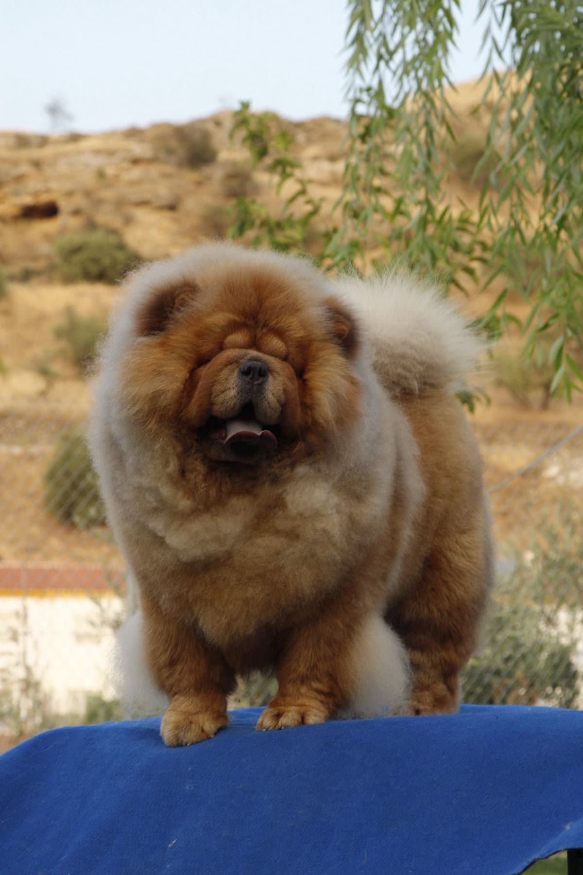Champion Import Parents breeder image 6