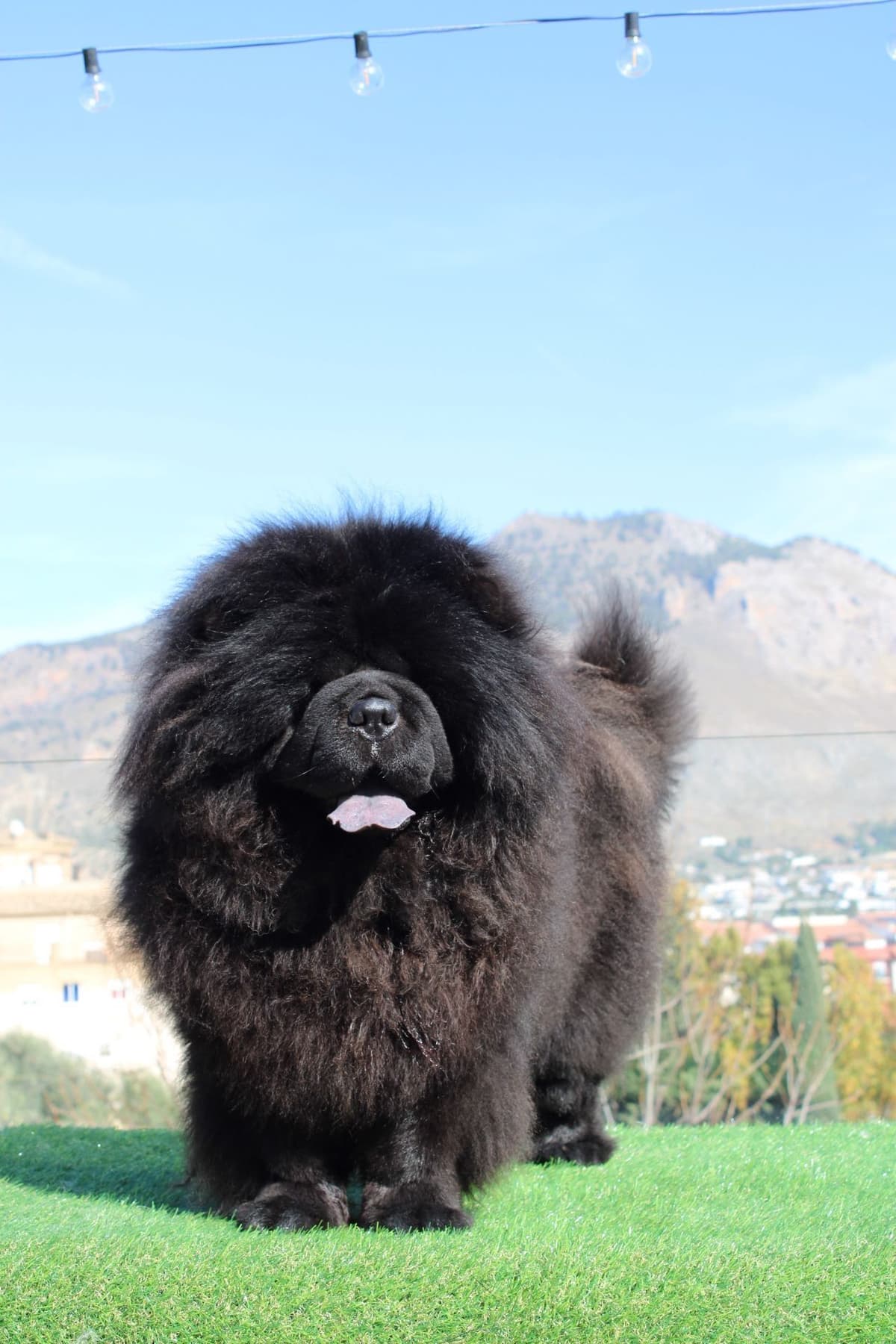 Champion Import Parents breeder image 7