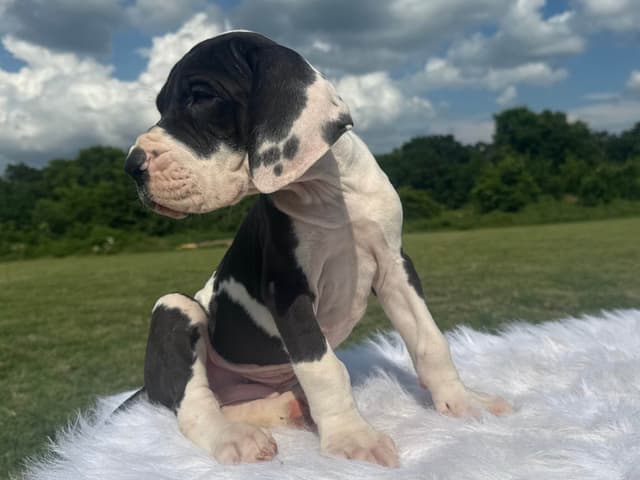 Euro Great Danes! Import Sire! media 2