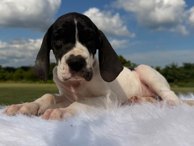 Euro Great Danes! Import Sire! media 3