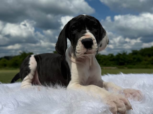 Euro Great Danes! Import Sire! media 4