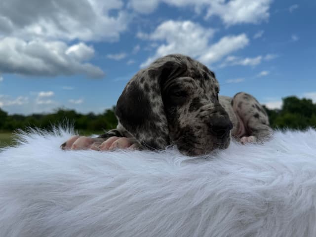 Euro Great Dane!!! media 3