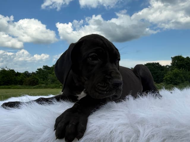 Euro Great Dane!!! media 4