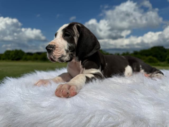 Euro Great Dane!!! media 5